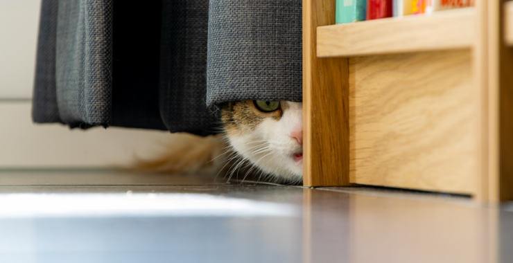 Anxious No More!: Keep Your Cat Cool and Calm at the Vet and at Home