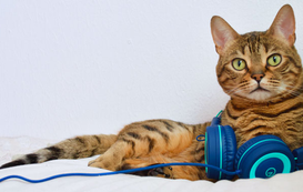 Meow-sic to My Ears: Cat-Inspired Songs for National Music Month