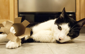 How To Make Your Own Kitty Toys: Pawsitively Playful for You and Your Furbaby