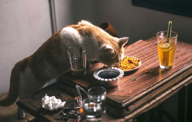 Human Foods to Avoid Giving Your Cat