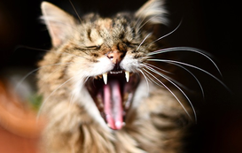 How to Handle a Cat Attack and What to Do to Prevent It