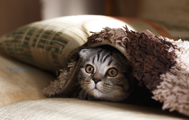10 Common Household Items You May Not Realize are a Risk for Your Cat