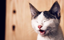 May is Allergy Awareness Month For Cats Too