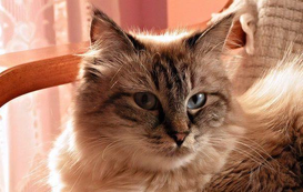 5 Unique Things About the Siberian Cat