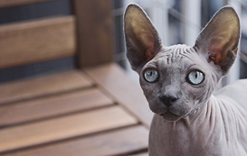 5 Things to Love About the Sphynx Cat