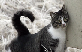All About The American Shorthair