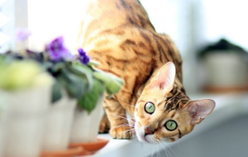 All About Bengal Cats