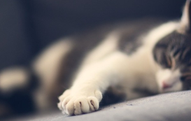 4 Simple Ways To Stop A Cat From Clawing Furniture