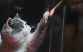 8 Ways You Can Help Shelter Cats