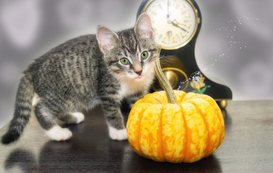 Avoid 7 Scary Cat Boo-Boos: Help Your Kitty Have a Safe and Happy Halloween