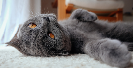 Cat Sitting 101 with Dr. Sandra Lyn