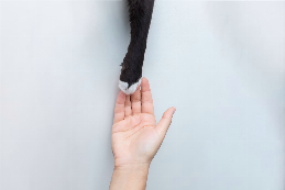 How Meowtel Chat Builds Trust & Happy Cat Parents