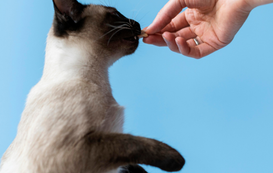 The Trick to Treats: How to Use Cat Treats to Enrich Your Kitty's Life