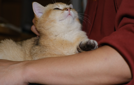 7 Ways to Make Your Cat Feel Happier