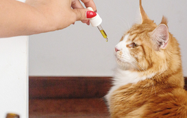 What You Need to Know About Supplements for Your Cat