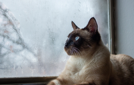 The Eye of the Storm: Keep Your Cat Safe When Disaster Strikes