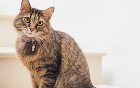 Chip Your Pets Month: All About Microchipping Your Cat