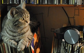 National Music Month: Songs That Are Inspired by Cats