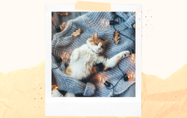 Cat Hygge: Get Snuggly in the Winter