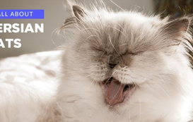 Persian Cat: History, Care, and our celeb Persian cat favorites