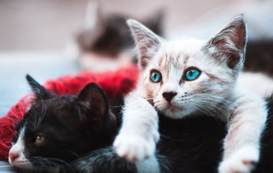 Tips for Identifying Your Kitten’s Breed