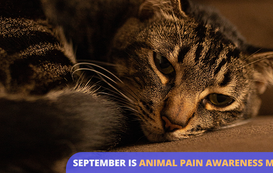 Animal Pain Awareness Month: How to know if your cat is in pain