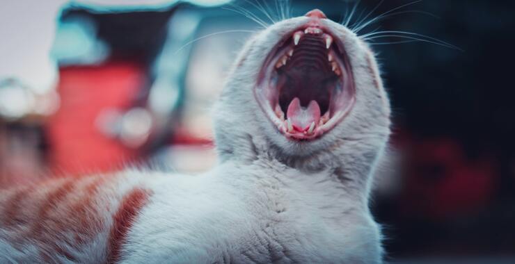 4 Tips For Keeping Kitty’s Teeth Squeaky Clean