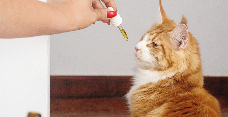 What You Need to Know About Supplements for Your Cat