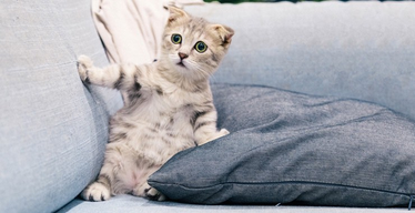 Knowing When to Put Your Foot Down: How to Handle an Array of Customer Situations on Meowtel