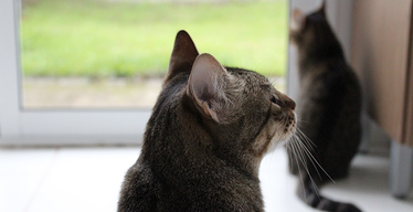 How to Stay Sane When Introducing Two Adult Cats to Each Other