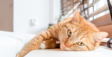 How to Do a Feline-Friendly Home Makeover