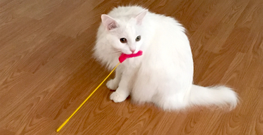 Meowtel Sitters Love Playtime, Too!