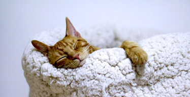 Overnight Etiquette for Cat Sitters