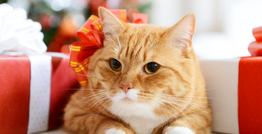 How To Be a Cat Sitting Holiday Hero