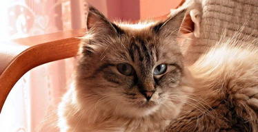 5 Unique Things About the Siberian Cat