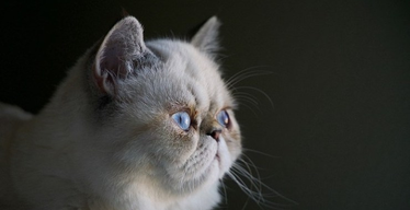 All About The Himalayan Cat