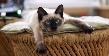 All About Siamese Cats