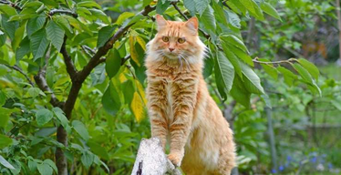 All About The Maine Coon Cat