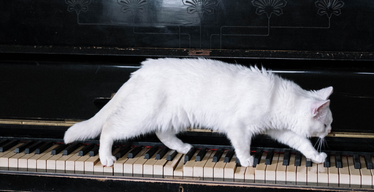 Meowsic to My Ears: Do Cats Enjoy Music?