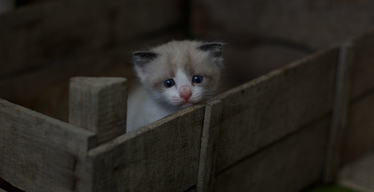 Decoding Your Cat's Bathroom Habits: Insights into Feline Health