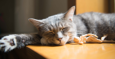 Human Health Benefits of Living With a Cat