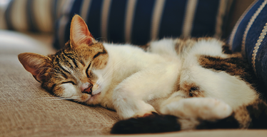 Keeping Calm: How to Recognize and Diminish Stress in Your Cats