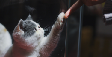 8 Ways You Can Help Shelter Cats