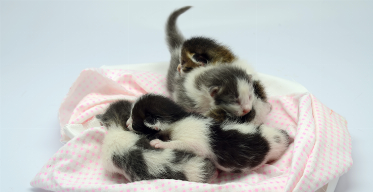 From Pregnancy to Parenthood: A Guide to Caring for New Kittens