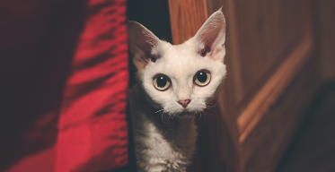 All About the Devon Rex