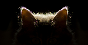 Leaving Your Cat in the Dark? Here’s Why You Should Stop Doing It