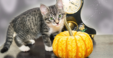 Avoid 7 Scary Cat Boo-Boos: Help Your Kitty Have a Safe and Happy Halloween