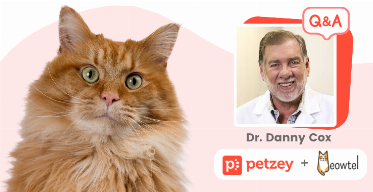 Feline Health 101: Petzey’s Comprehensive Communicable Diseases Guide