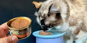 Meowtel’s Picky Cats Choose Fancy Feast 