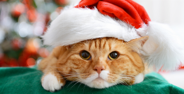 ‘Tis the Season for Cat Sitting: Tips for Cat Parents and Cat Sitters to Keep Kitties Merry and Bright